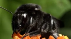Black bumblebert